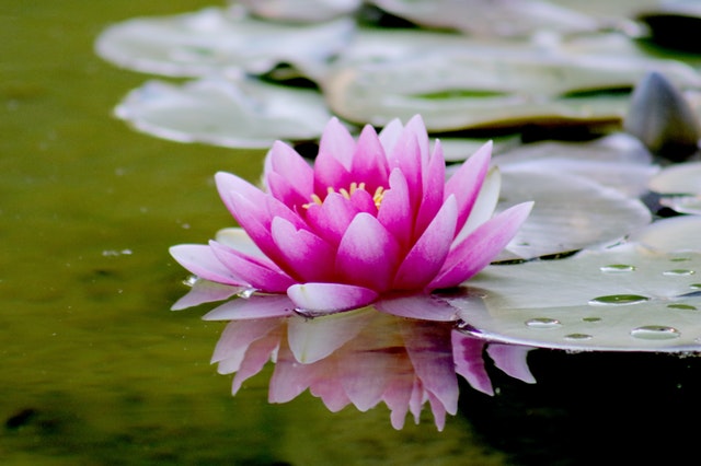 pink lotus blossom on water