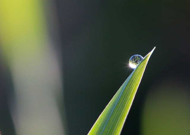 Dew droplet on single blade of grass