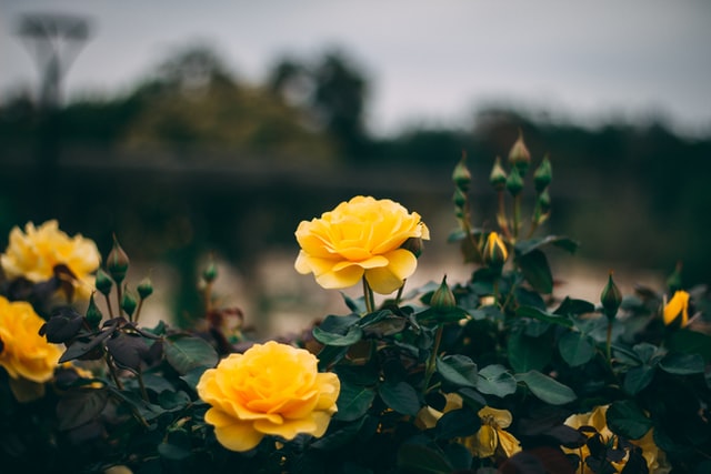 Yellow roses in garden