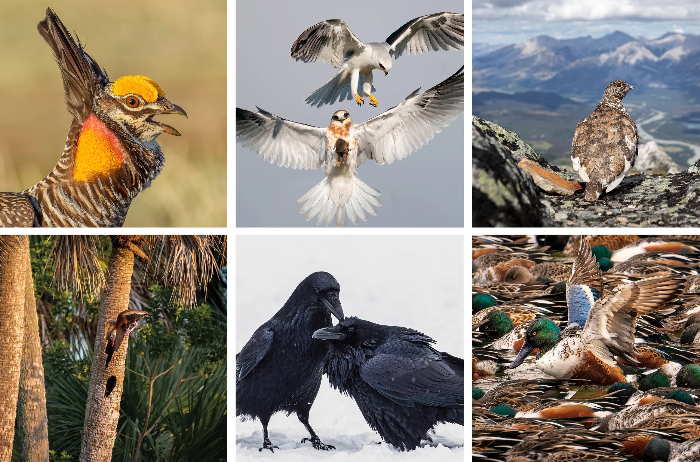 A select collage of the photos The National Audubon Contest Winners of 2022